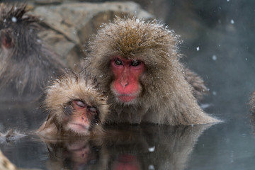 Fototapeta premium 温泉に入るニホンザル スノーモンキー