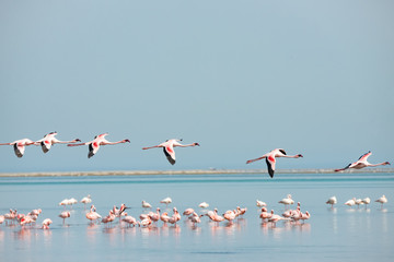 Group of pink flamingoes in the wild in Namibia