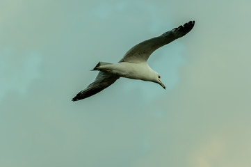 Gull in Flight