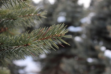 pine closeup