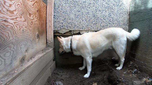 Dog interested and sticking his head into a gap in the side of a house where a wild rabbit lives. ( 4k footage )