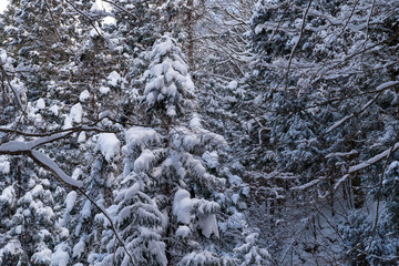 地獄谷野猿公苑への遊歩道　スノーモンキー