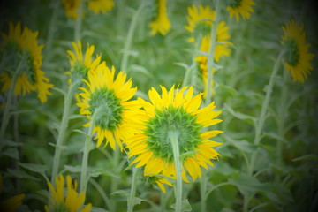 ひまわりの後ろ姿