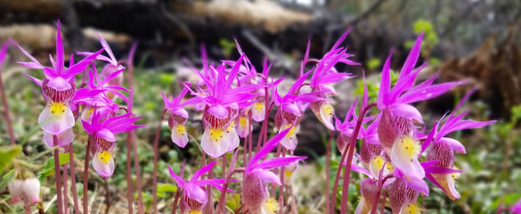 Calypso Orchids in Valley of the Five Lakes - obrazy, fototapety, plakaty