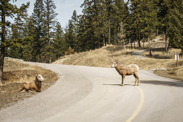 Naklejka premium Bighorn female sheep or ewe Ovis canadensis big Mammal on the road east of british columbia canada.
