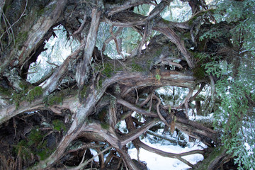 Tree root tangle