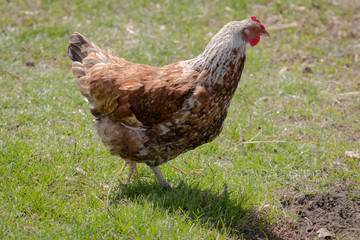 Spring morning in the chicken yard.