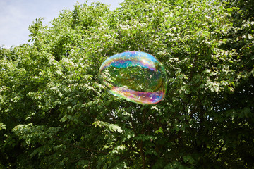 Background image of colorful transparent soap bubble flying in air against green tree