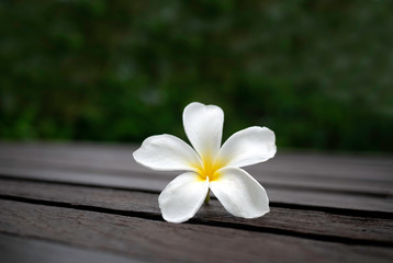 White plumeria flowers on wooden floor blurred background with Space for texts. The Thai name Leelawadee.