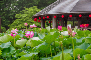 Fototapeta na wymiar Lotus plants in summer
