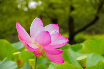 Obraz premium Lotus plants in summer