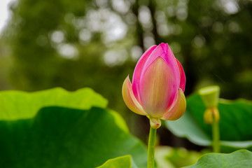 Lotus plants in summer