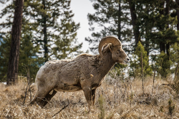 Bighorn male sheep or ram Ovis canadensis big Mammal in the foresr east of british columbia canada.