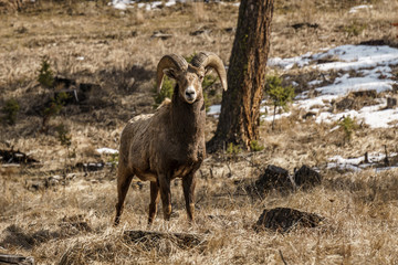 Bighorn male sheep or ram Ovis canadensis big Mammal in the foresr east of british columbia canada.