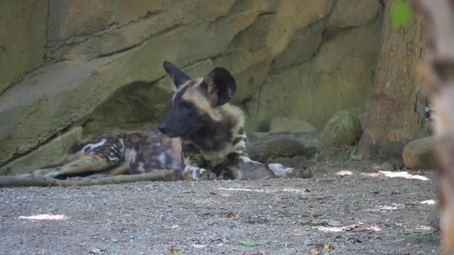 4K Footage of an African Painted Dog Resting