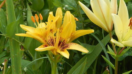 yellow lily flower