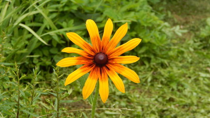 yellow flower in the garden