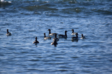 沖に浮かぶ春のコクガン