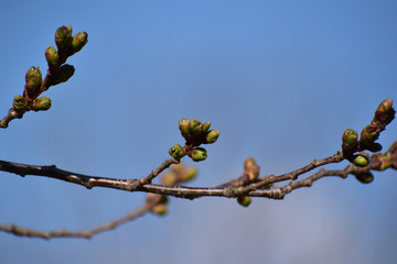 桜のかたい蕾