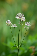 背の高いアストランティアマヨール