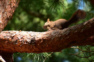 上を見るエゾリス