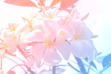 flower background with a pastel colored