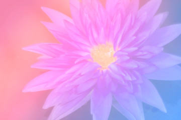 flower background with a pastel colored