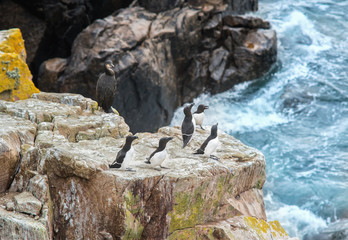 Fototapeta na wymiar Razorbills and cormorant on rocks in Saltee Islands