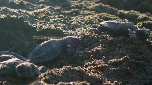 cu timelapse of hatchlings coming out of the sand covered nest
