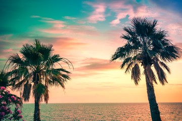 Palm trees uder the rays of the colorful sunset.