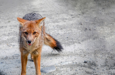 a wild little grey and red fox walking and looking at