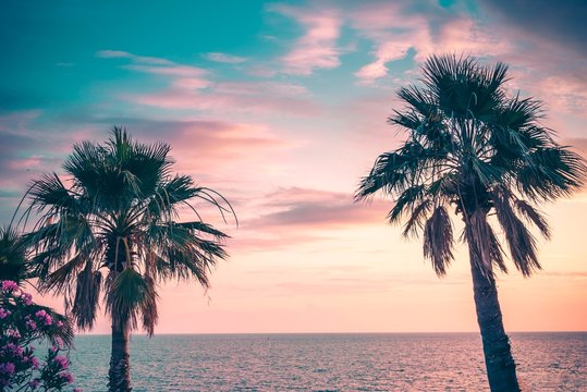 Palm trees uder the rays of the colorful sunset.