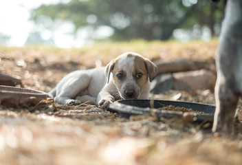 Stray dogs eating food in plastic trays placed on grass.