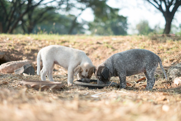 Two dogs are eating food and play with playful gestures.