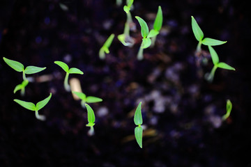 Green sprout growing from seed close up to organic vegetables