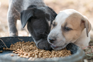 Two dogs are eating food and play with playful gestures.