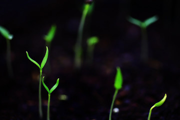 Green sprout growing from seed close up to organic vegetables