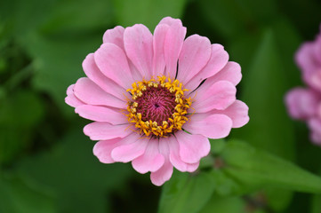 Obraz premium 花の中に小さな花が並んでいるジニア（百日草）