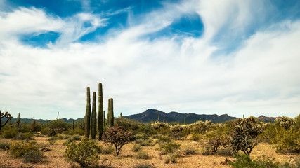 saguaro cactus and the puerto blanco mountains
