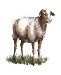 Sheep breeding. Color sketch on white background