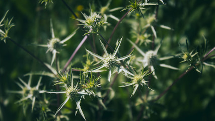 Carduus acanthoides. Common thistles. Honey plant.