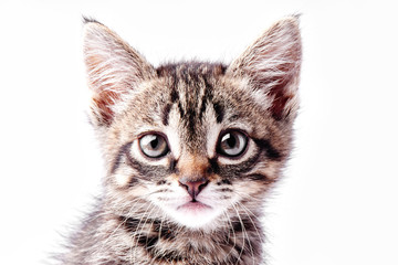 Portrait of a little gray striped kitty on a white background, nice little kitten looking with big eyes at the camera