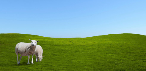 Sheep grazing in the meadow.