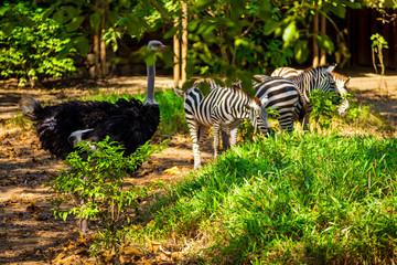 Fototapeta na wymiar Cebras y Avestruz - La Sabana Africana