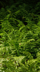 Ferns in the forest from the reserve. Green leaves of ferns.Storis.