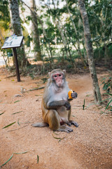 monkey sitting and eating cookies on monkey island Sanya city