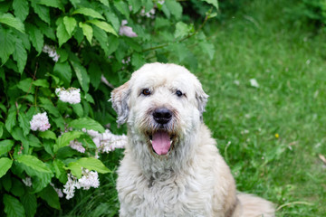 Portrait of South Russian Shepherd Dog for a walk in a summer park on a background of lilac bushes.