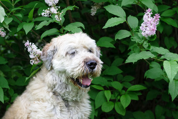 Portrait of South Russian Shepherd Dog for a walk in a summer park on a background of lilac bushes, side view.