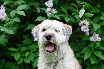 Cute smiling South Russian Shepherd Dog for a walk in a summer park on a background of lilac bushes.