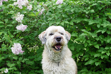 Cute smiling South Russian Shepherd Dog for a walk in a summer park on a background of lilac bushes.